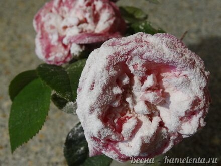 Приготовление рецепта Торт-суфле &quot;Цветочное облако&quot; шаг 6